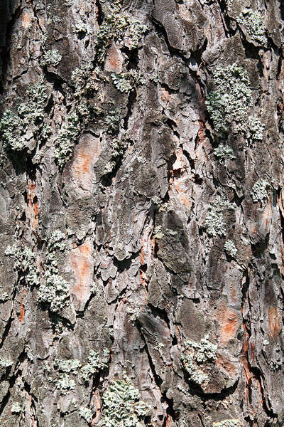 pine cortex Stock photo © basel101658