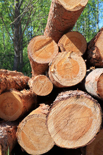 Up arbre texture bois forêt industrie Photo stock © basel101658
