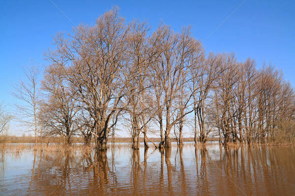 flood in oak wood Stock photo © basel101658