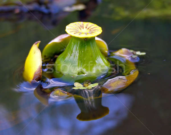 Bourgeon fleur eau nature fond [[stock_photo]] © basel101658