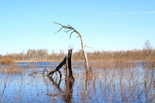 flood in old wood Stock photo © basel101658