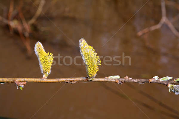 Lemn mugur floare copac primăvară sănătate Imagine de stoc © basel101658