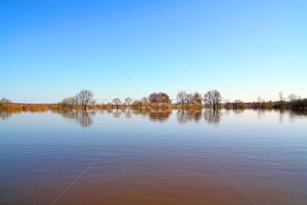 tree in water Stock photo © basel101658