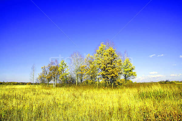copse on  field Stock photo © basel101658