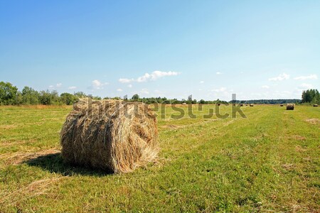 Széna mező étel fű nyár farm Stock fotó © basel101658