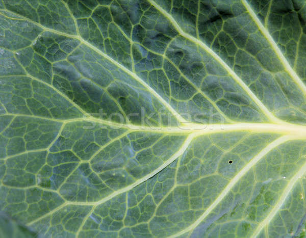 cabbage sheet Stock photo © basel101658