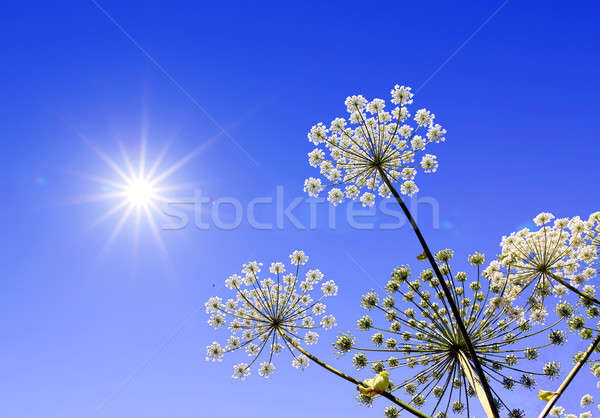 hogweed Stock photo © basel101658