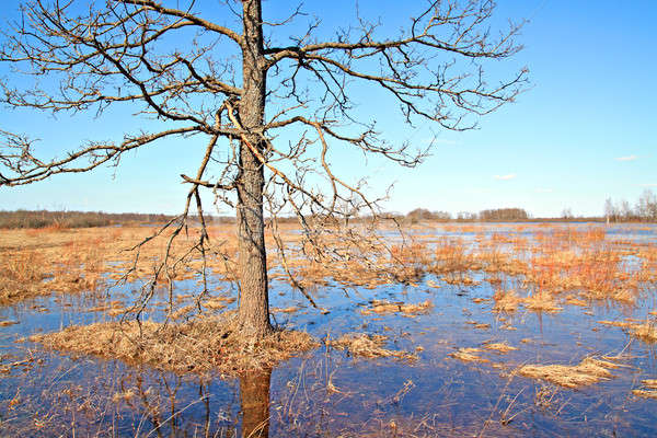 Imagine de stoc: Inundaţie · râu · cer · natură · verde · piscină
