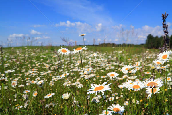 Câmp nori primăvară iarbă vară albastru Imagine de stoc © basel101658
