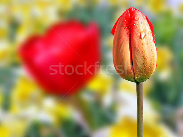 tulip amongst narcissus Stock photo © basel101658