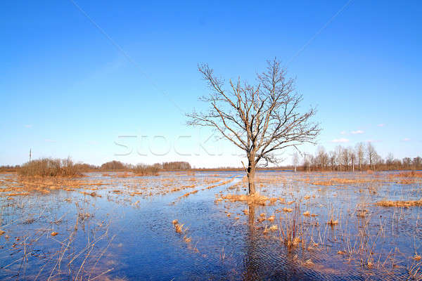 tree in water Stock photo © basel101658
