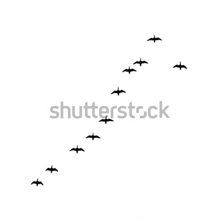 Vecteur dessin silhouette oies blanche [[stock_photo]] © basel101658