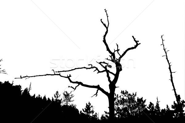 Vektor Zeichnung Silhouette trocken Baum weiß Stock foto © basel101658