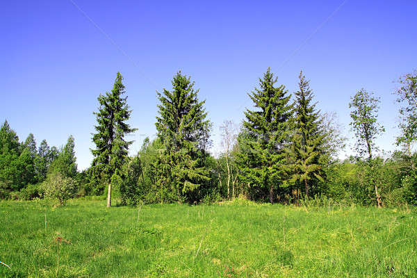 Poiana molid lemn cer primăvară natură Imagine de stoc © basel101658