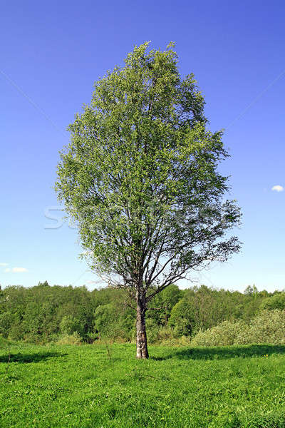 birch on field Stock photo © basel101658