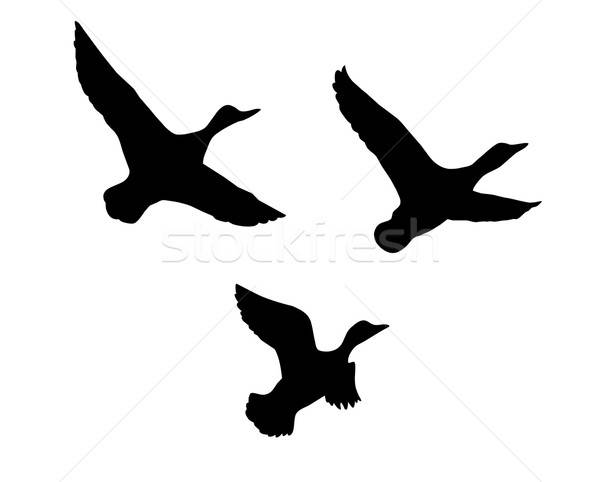 Vecteur dessin silhouette battant canard blanche [[stock_photo]] © basel101658