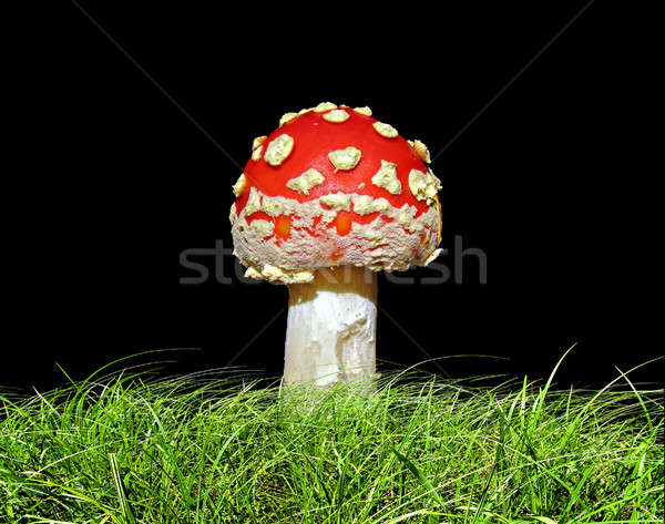 agaric in herb isolated on black background        Stock photo © basel101658