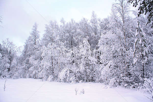 Boom sneeuw hemel hout veld bladeren Stockfoto © basel101658