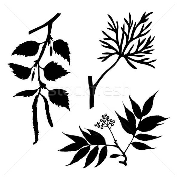 Wektora rysunek sylwetki drewna roślin biały Zdjęcia stock © basel101658
