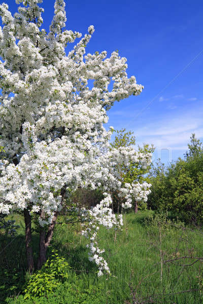 商業照片: 開花 ·樹· 天空 · 春天 · 水果 · 美女 / flowering