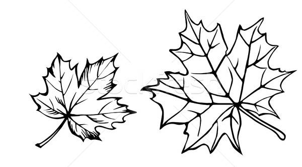 ベクトル 図面 シルエット カエデの葉 白 木材 ストックフォト © basel101658