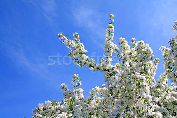 Blüte Baum Himmel Frühling Obst Schönheit Stock foto © basel101658