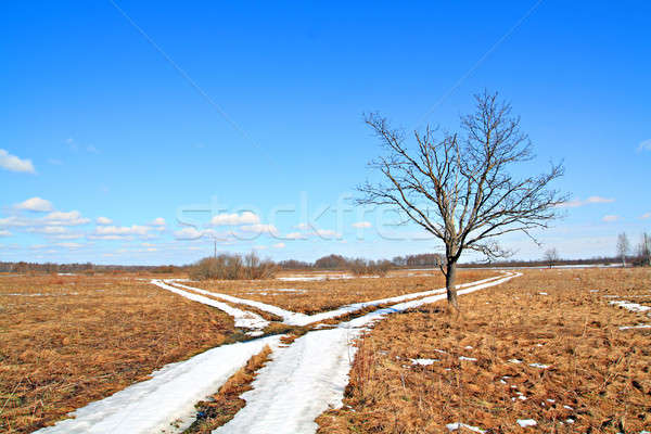 Eiken wegen hemel boom hout bos Stockfoto © basel101658