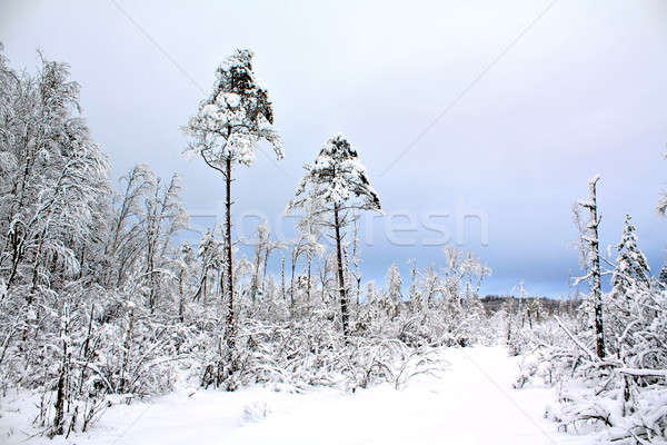 зима пейзаж снега деревья горные кристалл Сток-фото © basel101658
