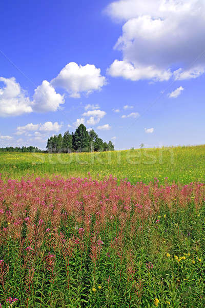 Verano campo árbol primavera hierba paisaje Foto stock © basel101658