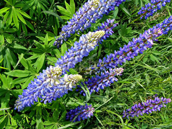 Stock photo: flowerses lupines on field  