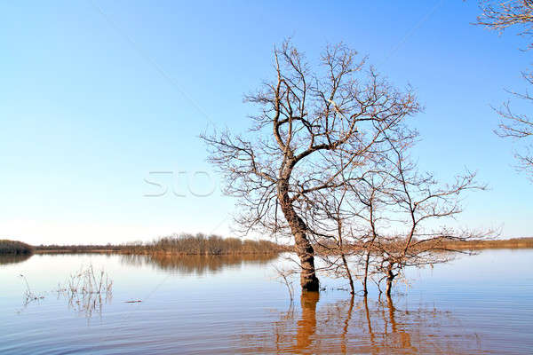 tree in water Stock photo © basel101658