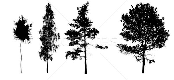 Wektora rysunek sylwetki drzewo biały streszczenie Zdjęcia stock © basel101658