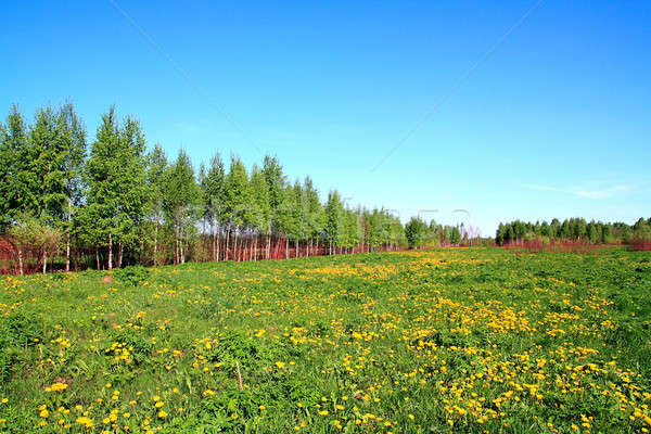 dandelions on field Stock photo © basel101658