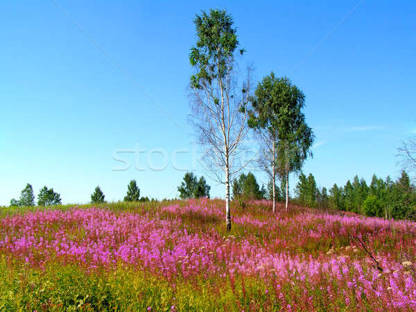 mauve flowerses on field Stock photo © basel101658