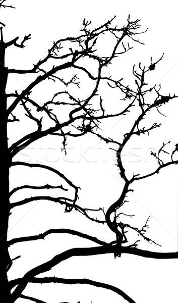 vector drawing Stock photo © basel101658