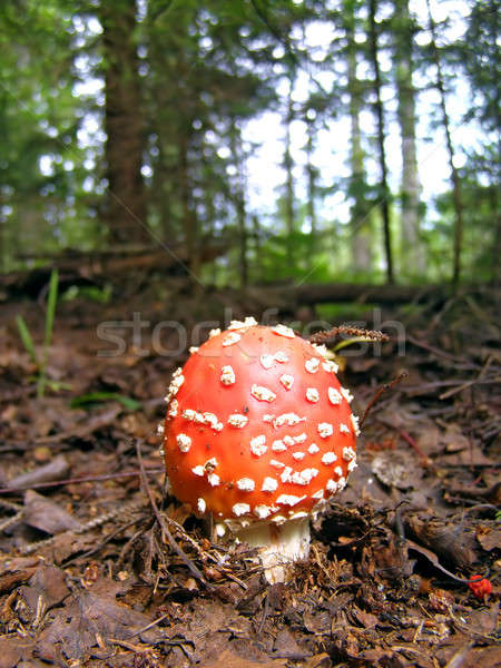  agaric amongst wood   Stock photo © basel101658