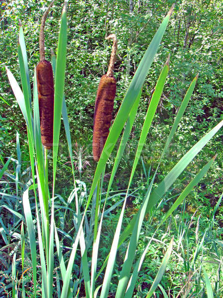         bulrush    Stock photo © basel101658