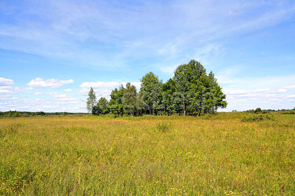 copse Stock photo © basel101658