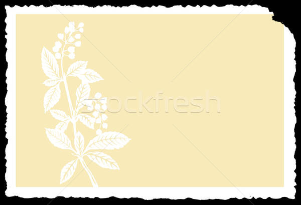 Vektör çizim bitki beyaz kâğıt yaprak Stok fotoğraf © basel101658