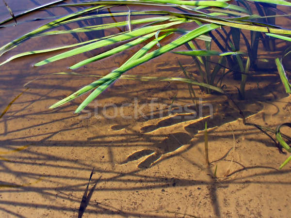 Kraut Wasser Frühling Sommer See Fluss Stock foto © basel101658