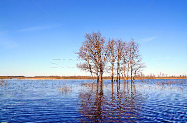 Tavasz árvíz víz erdő tájkép medence Stock fotó © basel101658