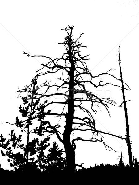 Stock photo: silhouette dry tree isolated on white background 