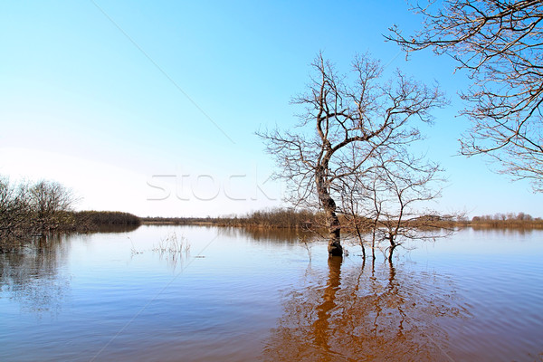 Powodzi dąb drewna niebo charakter piękna Zdjęcia stock © basel101658