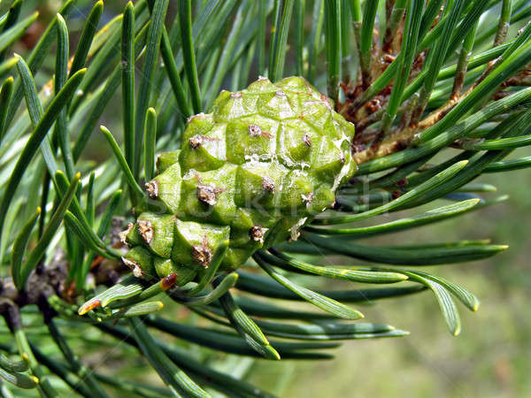 green big shot of the pine  Stock photo © basel101658