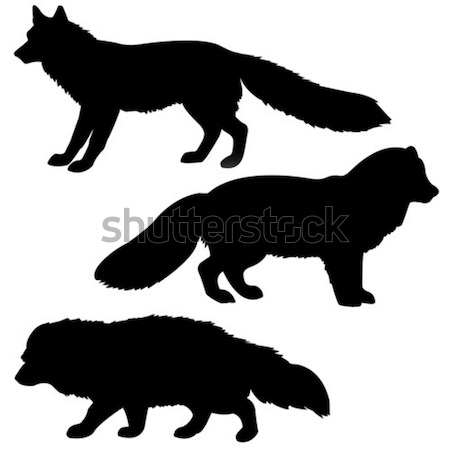 silhouette polar fox, badger, vixens isolated on white background Stock photo © basel101658