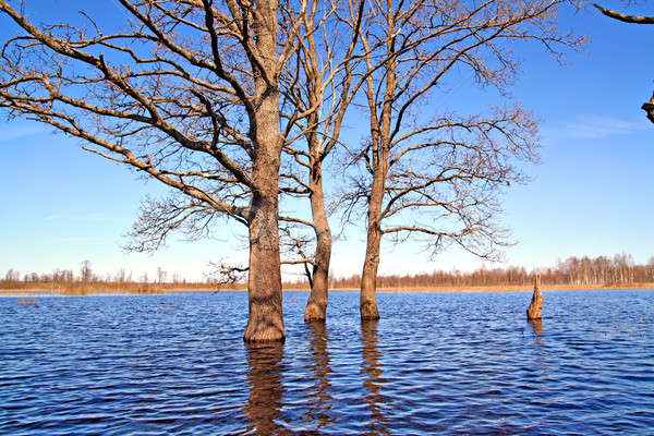 Baum Wasser Wald Landschaft Pool blau Stock foto © basel101658