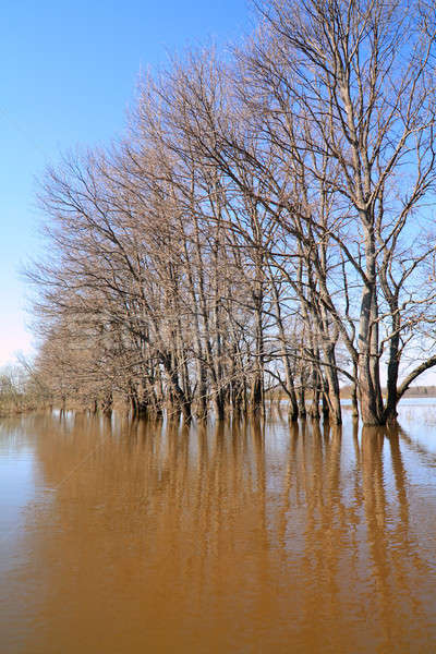 tree in water Stock photo © basel101658