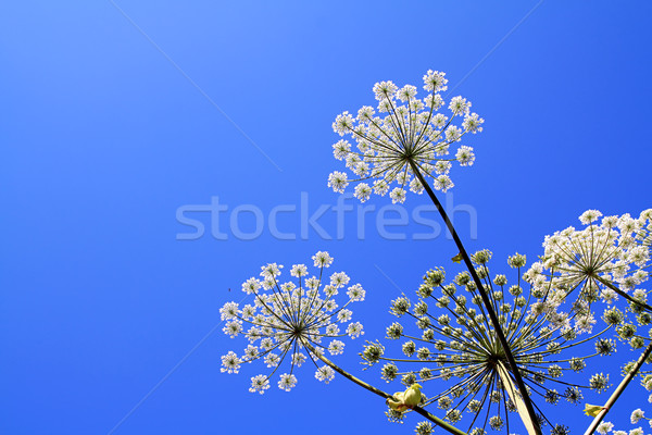 hogweed Stock photo © basel101658