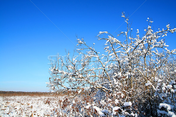 bushes in snow Stock photo © basel101658
