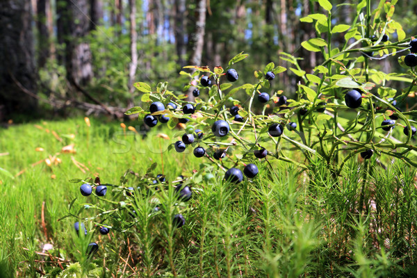 whortleberry in marsh Stock photo © basel101658